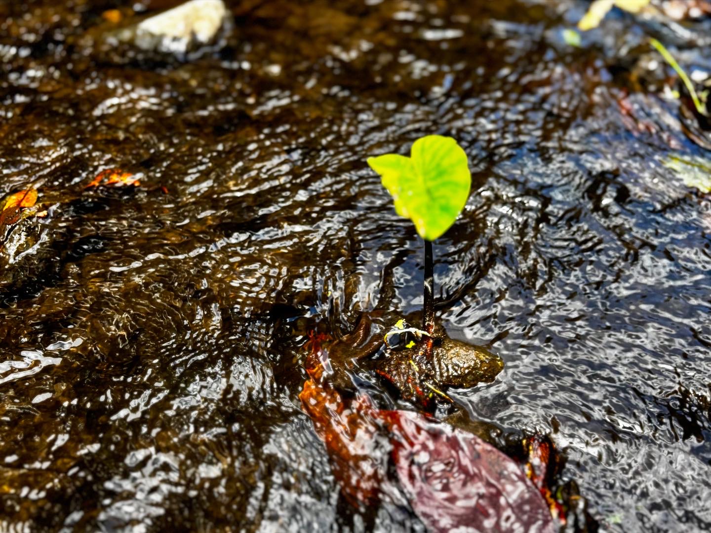 Kalo in A River