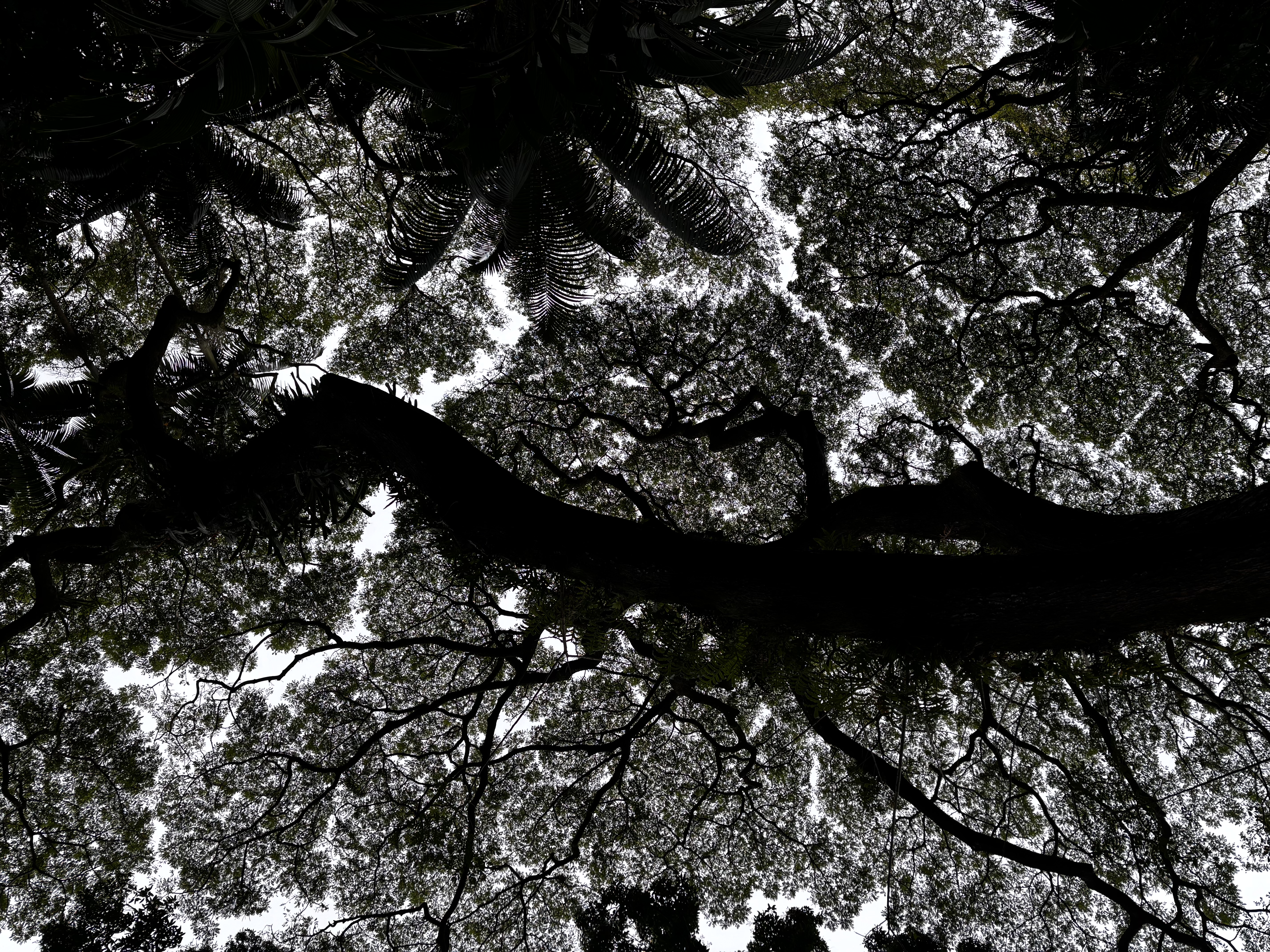 Tree Canopy