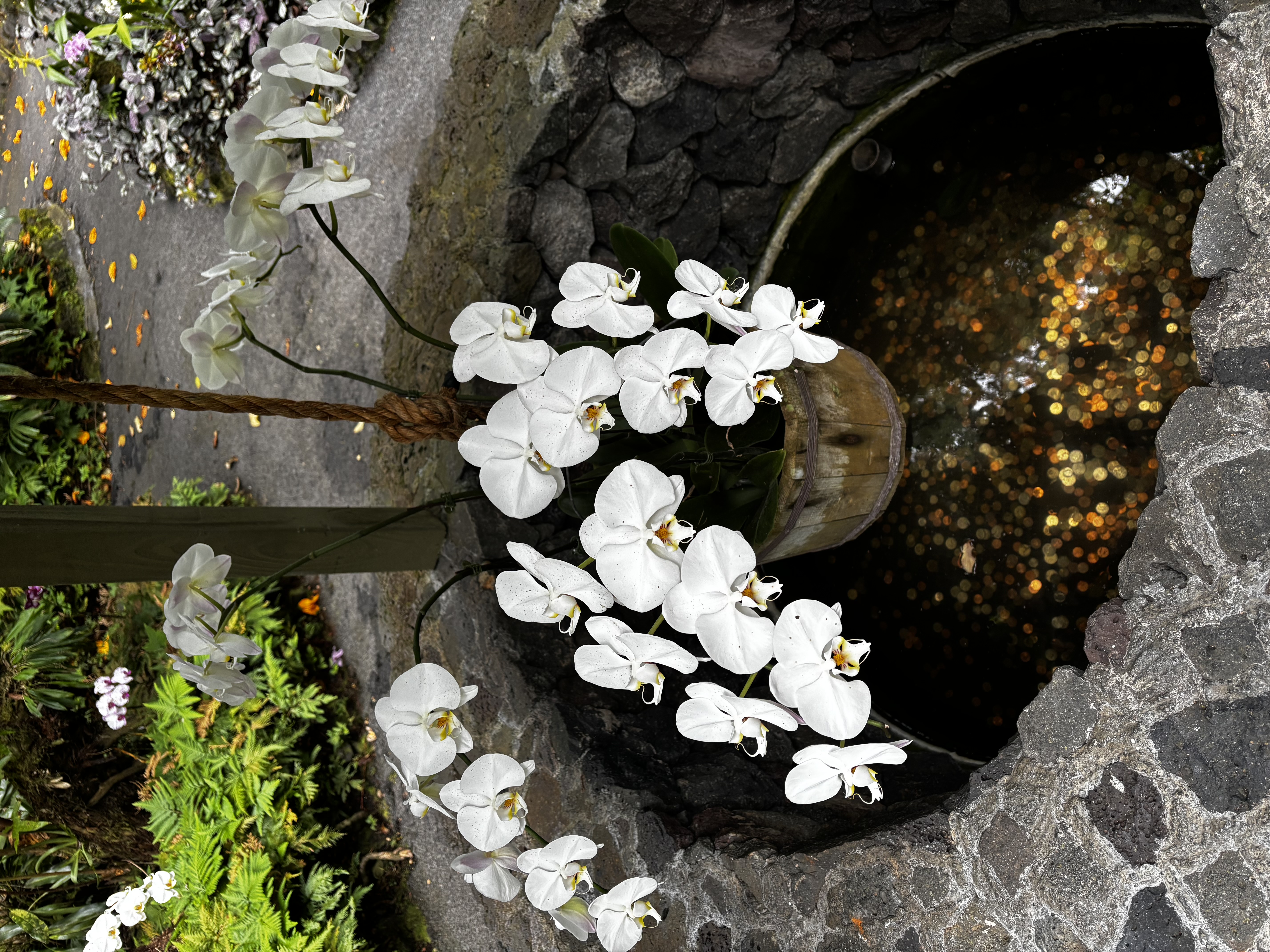 White Orchid