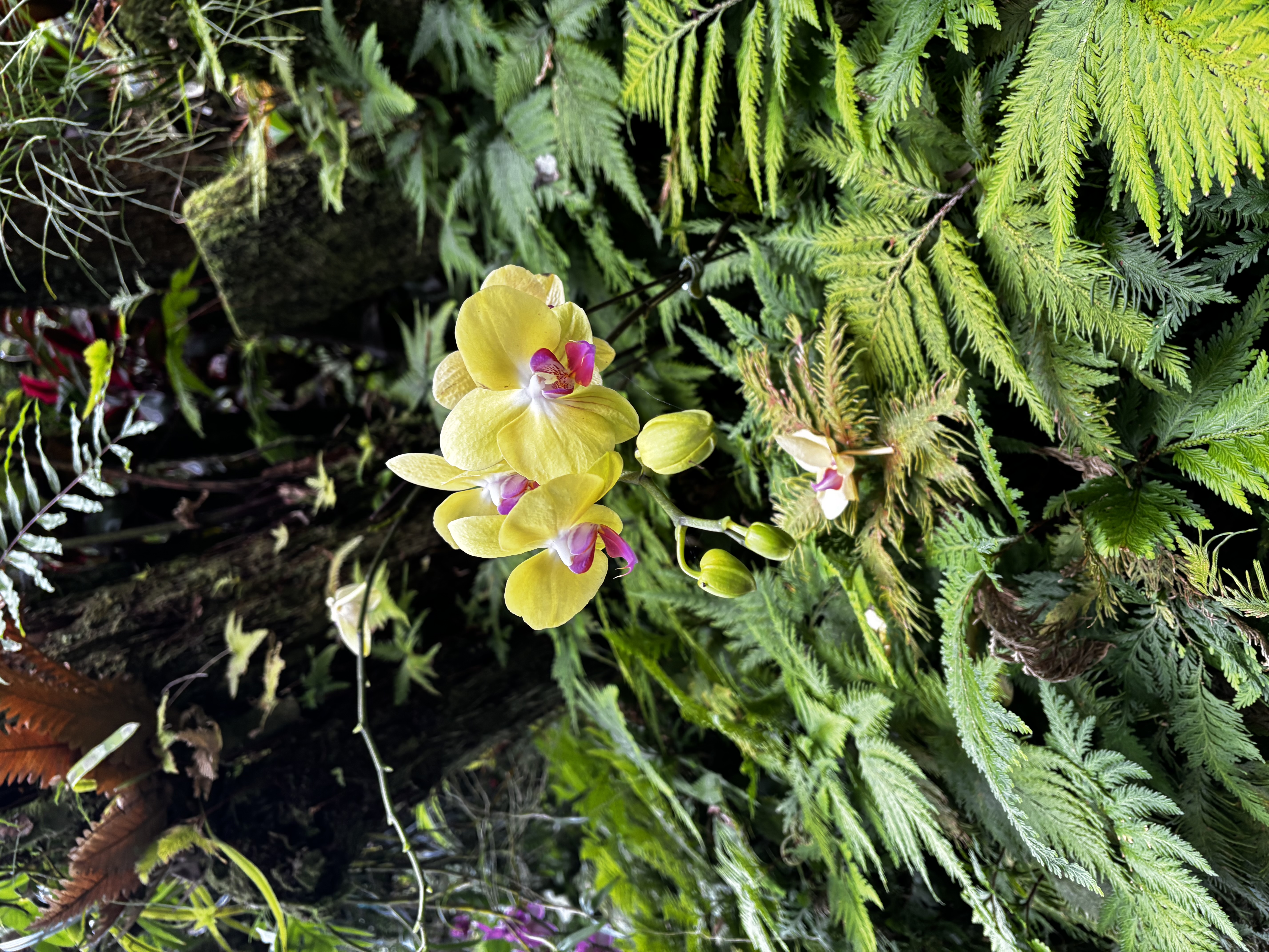 Yellow Orchid