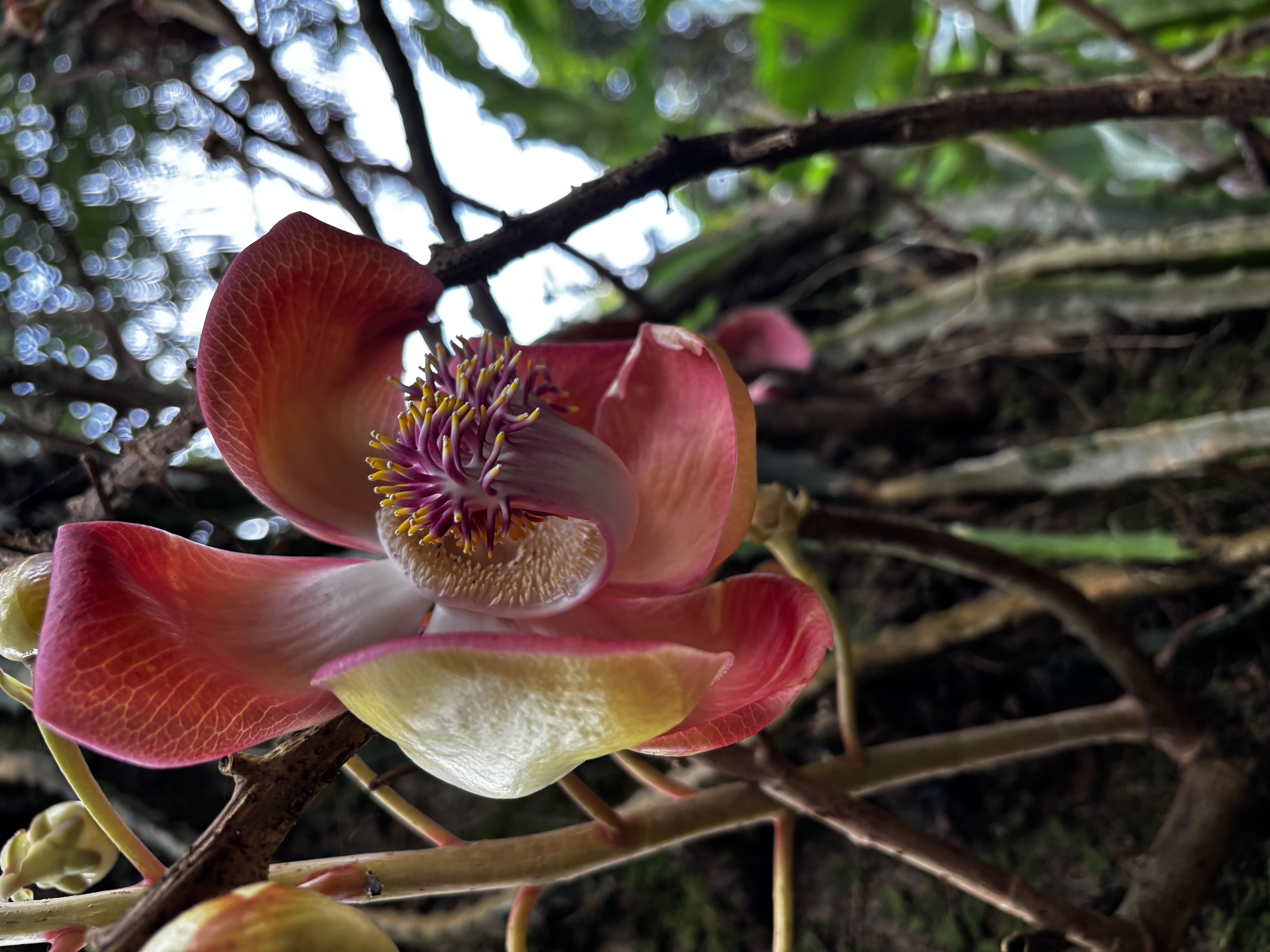 Cannon Ball Tree Flower
