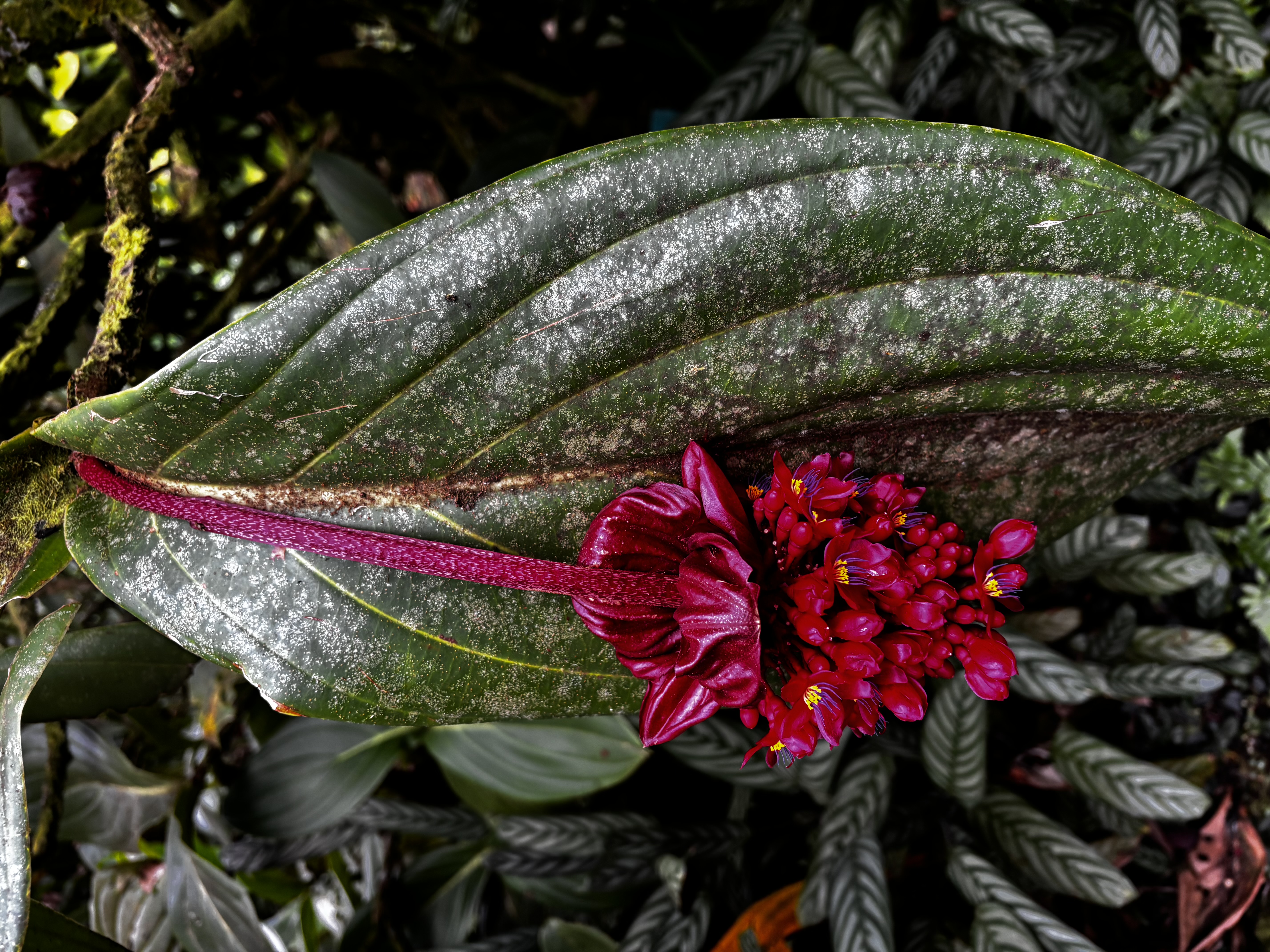 Red Hanging Flower