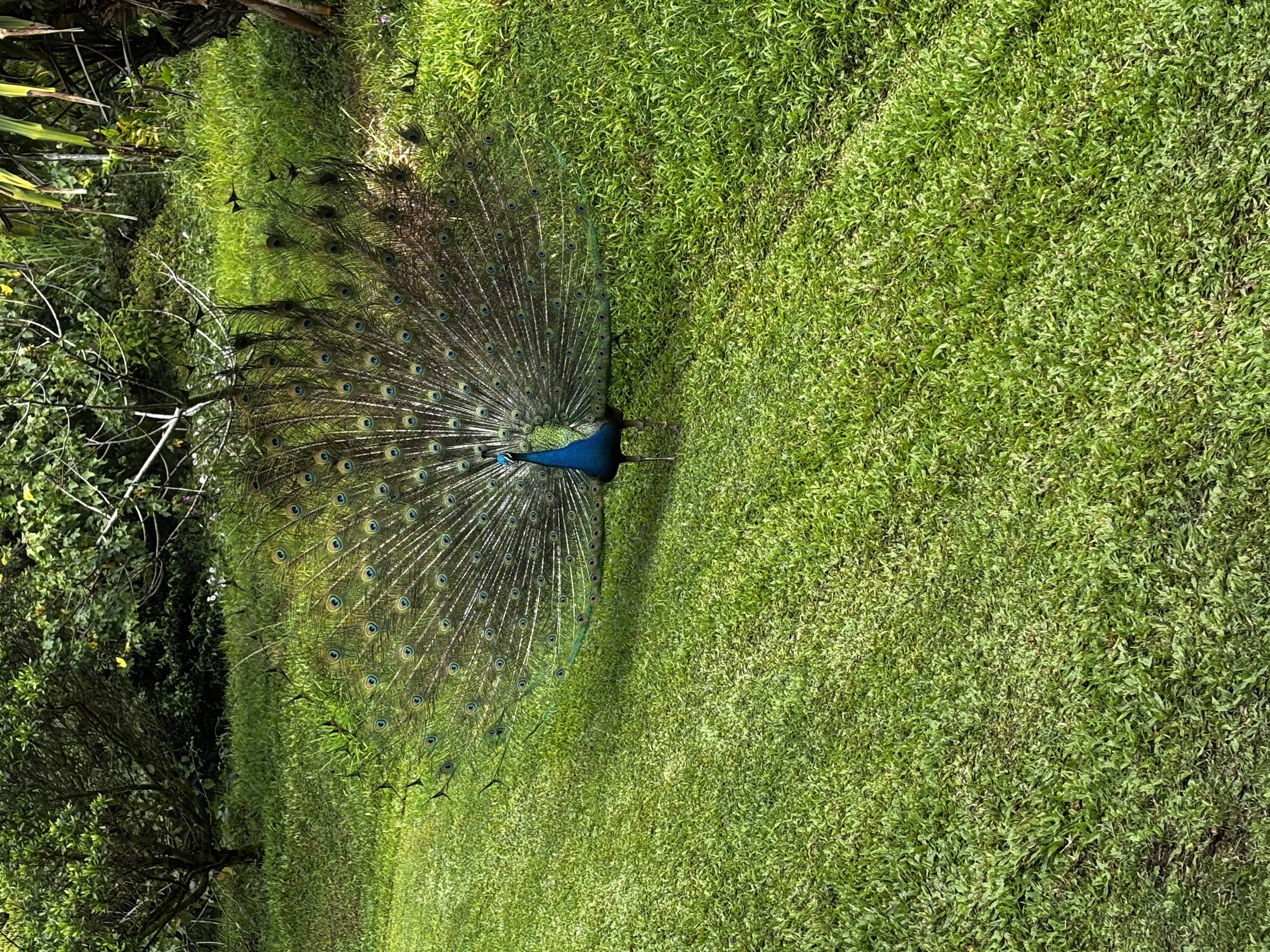 Peacock