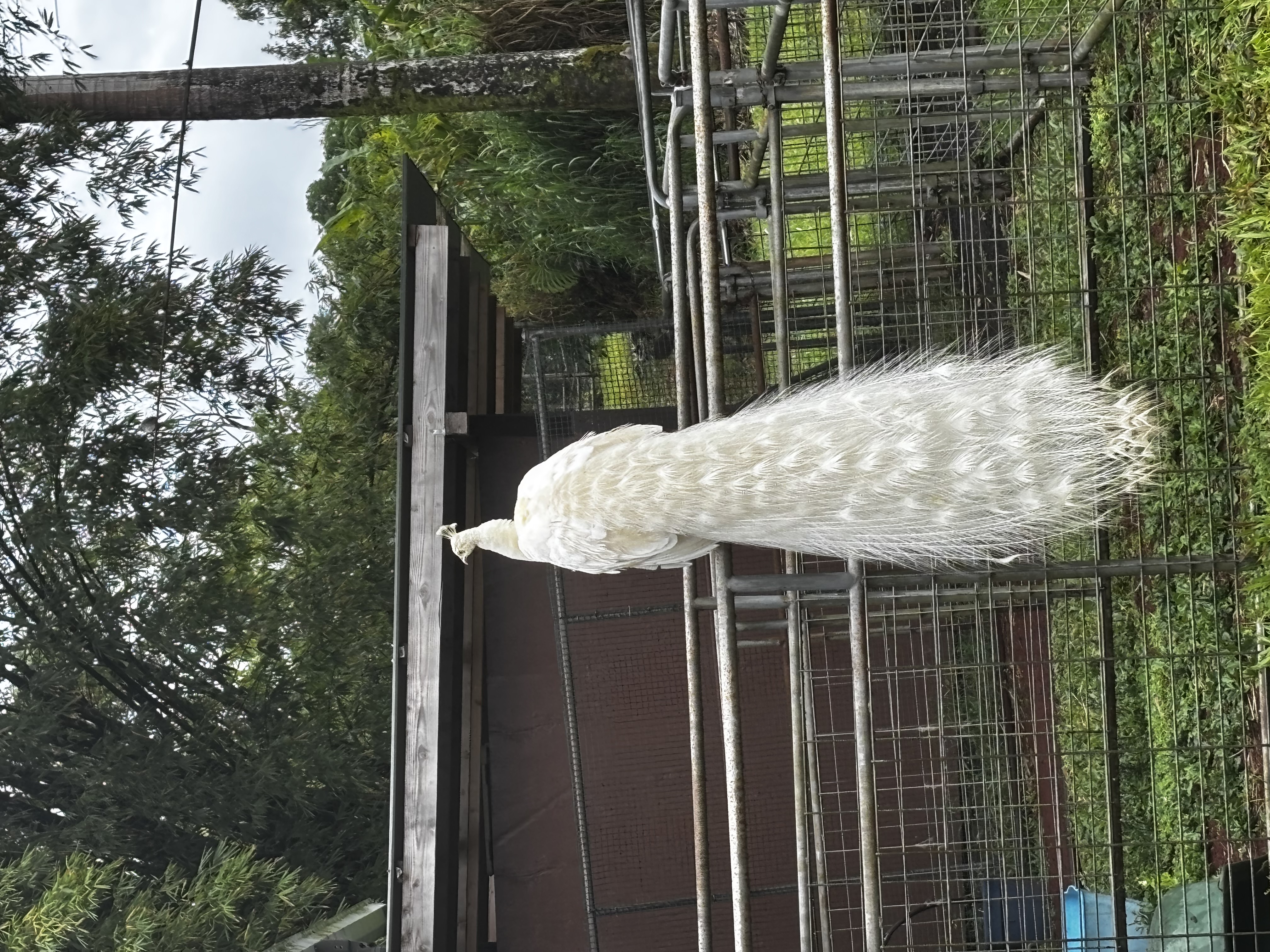 White Peacock