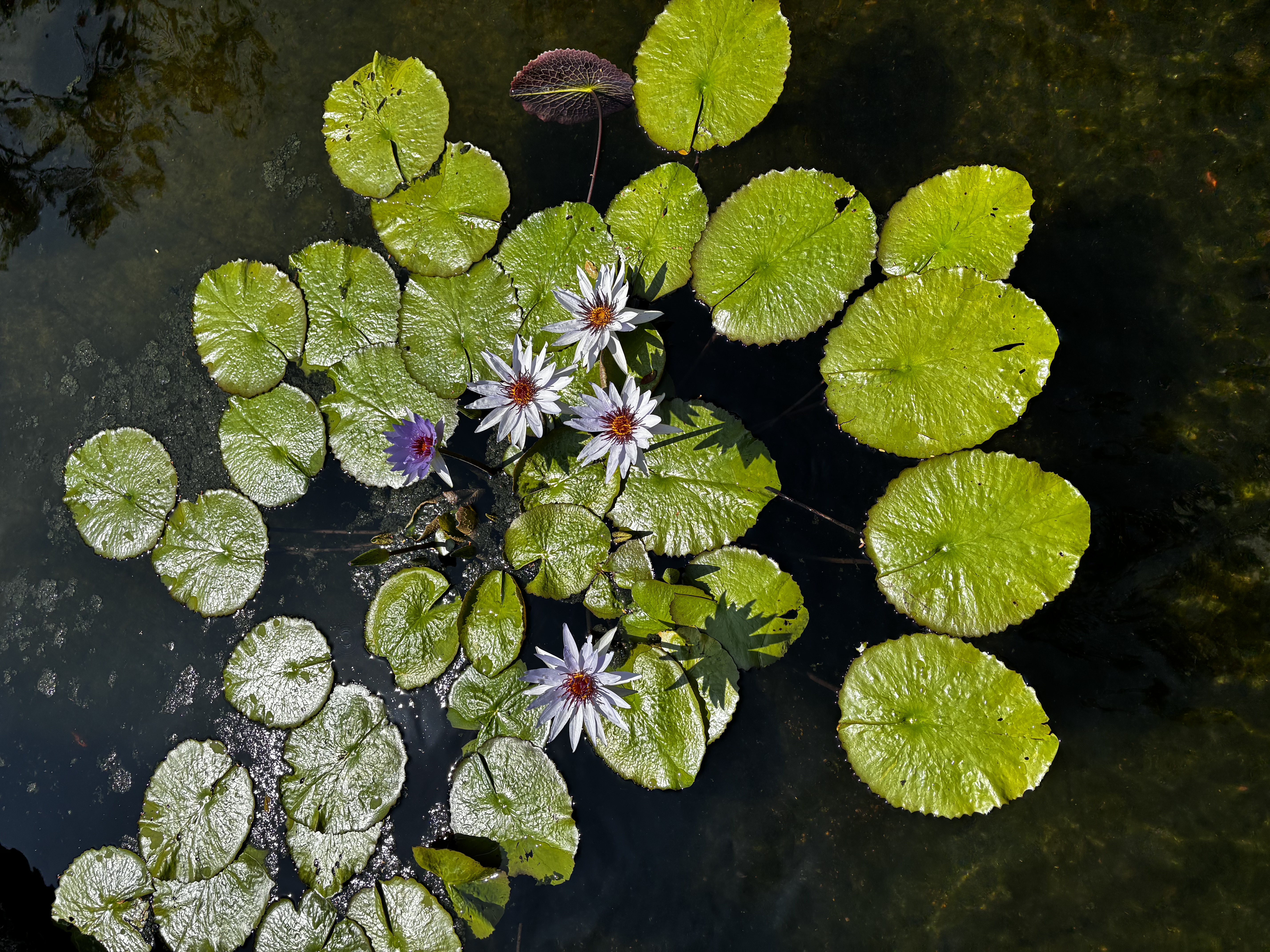 Lily Pads