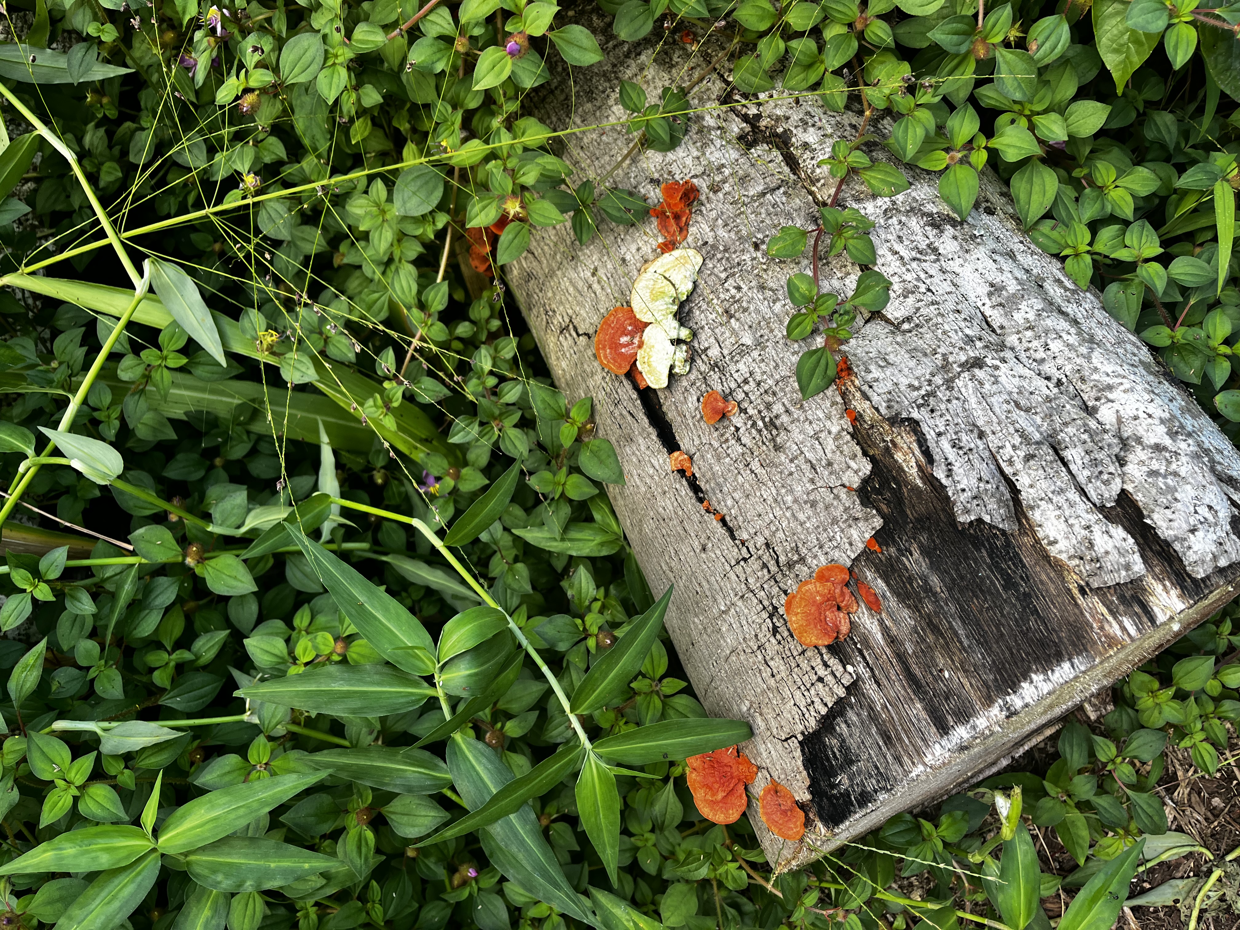 Mushrooms on a Log